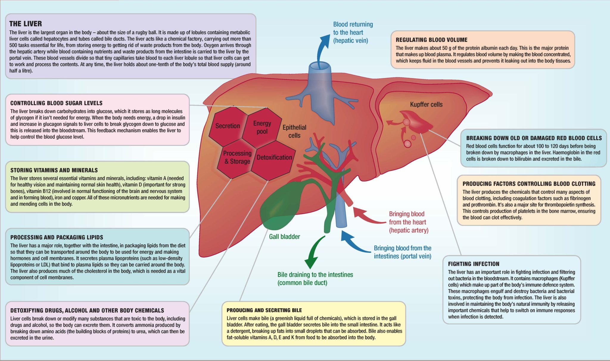 case study of liver function