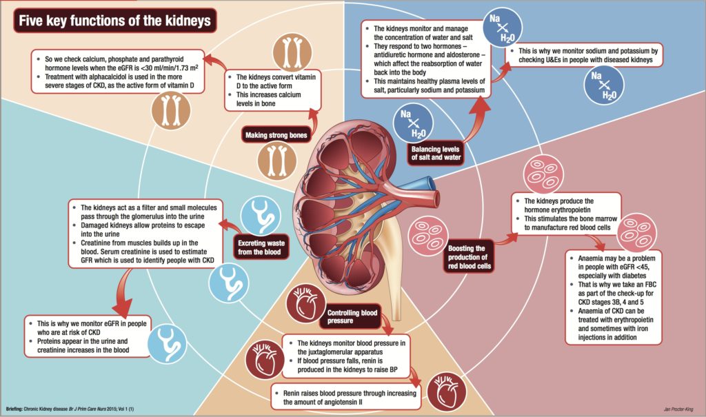 Back To Basics Key Kidney Functions Issues And Answers